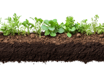 Soil and plant row featuring realistic greenery and rich earth texture, showcasing various healthy plants growing in a nurturing environment