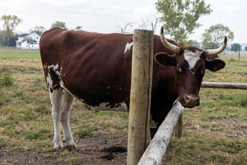 cows in the field