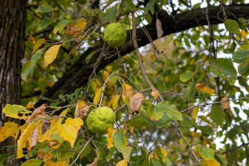 autumn leaves in the tree