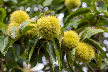 chestnut in autumn