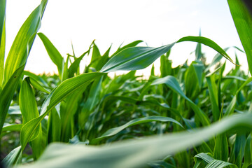 Field corn grows in the field. Selective focus.