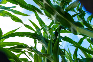 Field corn grows in the field. Selective focus.