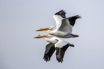 Two White American Pelicans in flight with mirrored wing beats