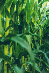 Fototapeta premium Field corn grows in the field. Selective focus.