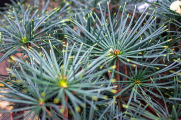 Close-up of Green Pine Needles with Radial Pattern