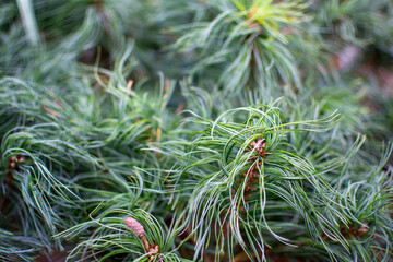 Close-up of Long, Thin Green Pine Needles and Foliage