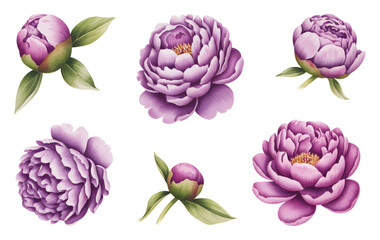 Purple watercolor peony flower set on white background. Elegant violet peony blossoms and leaves watercolor artwork.