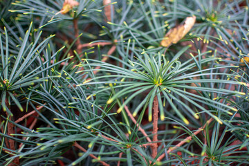 Close-up of Green Pine Needles with Radial Pattern