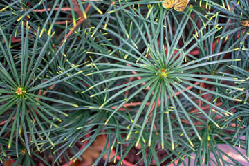 Overhead Full-Frame View of Green Pine Needles in Radial Pattern