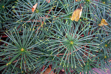 Overhead Full-Frame View of Green Pine Needles in Radial Pattern