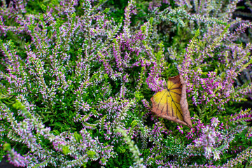 Vibrant Heather Field with Purple Flowers and a Fall Leaf