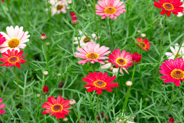 Argyranthemum frutescens in the garden. Red and pink flowers in the field, a summer floral...