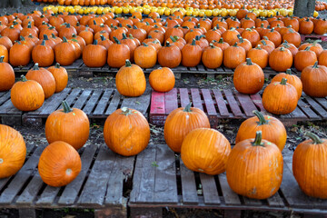 pumpkins on a farm