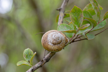 Edible snail (Helix pomatia) on a leaf in the garden.
