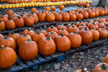 pumpkins in a row