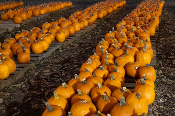pumpkins for sale at a market