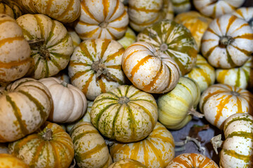 colorful pumpkins on a market