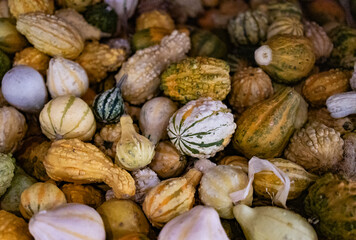 colorful pumpkins on a market