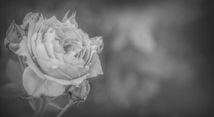 Einzelne Rose monochrom mit Textraum