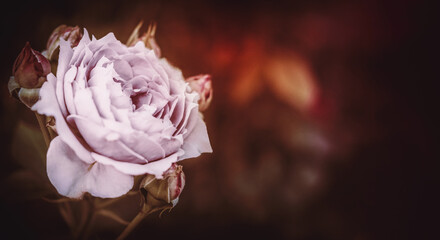 Einzelne Rose in lila violett mit Textraum