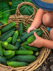 A child harvests cucumbers in the garden. Selective focus.