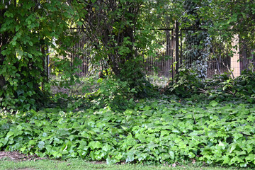 BOSQUE HIEDRA NATURALEZA MURU VERDE