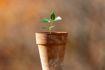 A seedling in a clay pot