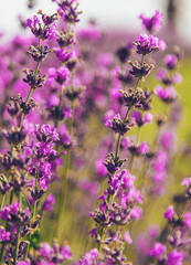 blooming lavender flowers on the field. Selective focus.