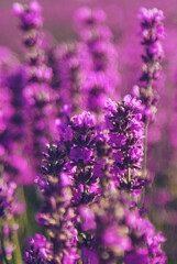 blooming lavender flowers on the field. Selective focus.
