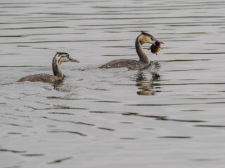 Perkoz dwuczuby z młodym