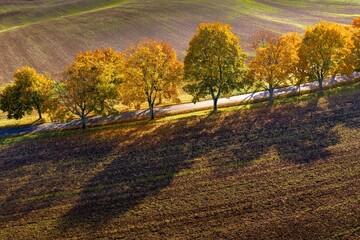 Fototapeta premium The rolling, picturesque landscape of Moravian Tuscany, Sunlit maple avenue.