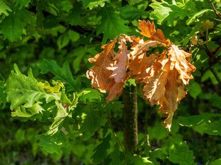 Green and red leaves