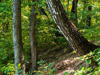Tree trunks landscape