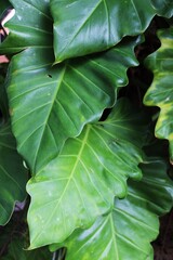 Close-up of a group of varied leaf textures. Lush foliage textures. Exotic tropical vegetation and incredible botanical patterns