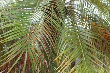 Close-up of a group of varied leaf textures. Lush foliage textures. Exotic tropical vegetation and incredible botanical patterns