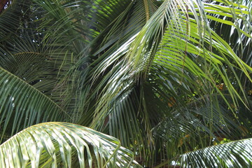 Close-up of a group of varied leaf textures. Lush foliage textures. Exotic tropical vegetation and incredible botanical patterns