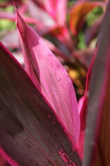 Close-up of a group of varied leaf textures. Lush foliage textures. Exotic tropical vegetation and incredible botanical patterns