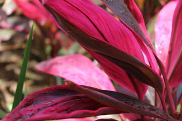 Close-up of a group of varied leaf textures. Lush foliage textures. Exotic tropical vegetation and incredible botanical patterns