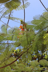 Close-up of a group of varied leaf textures. Lush foliage textures. Exotic tropical vegetation and incredible botanical patterns