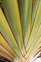 Close-up of a group of varied leaf textures. Lush foliage textures. Exotic tropical vegetation and incredible botanical patterns