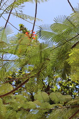 Close-up of a group of varied leaf textures. Lush foliage textures. Exotic tropical vegetation and incredible botanical patterns