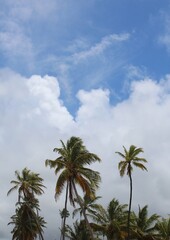 Close-up of a group of varied leaf textures. Lush foliage textures. Exotic tropical vegetation and incredible botanical patterns