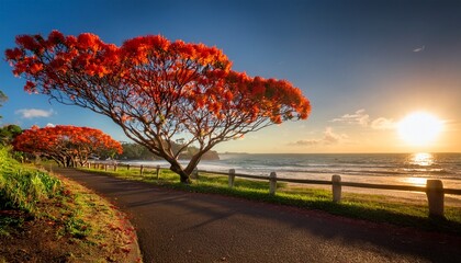 the australian brachychiton acerifolius commonly known as the illawarra flame tree