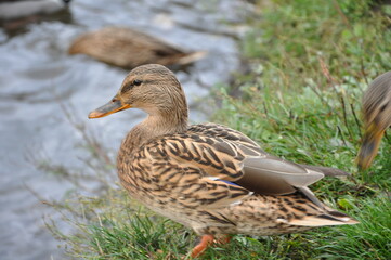 A close-up of a wild female mallard duck standing on a grassy riverbank. The duck has brown mottled feathers and an orange beak, with another blurred duck swimming in the background