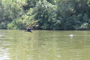 A black cormorant soars high above a lake with growing lilies on a sunny summer day