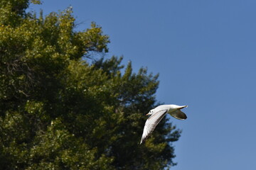 seagull flying in the blue sky over a tree in summer