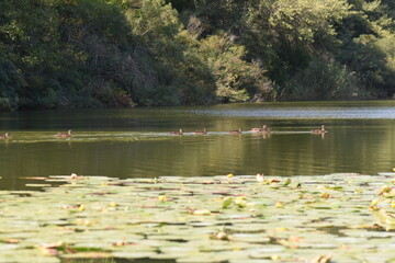 Ducks swimming on a lake in wild nature background