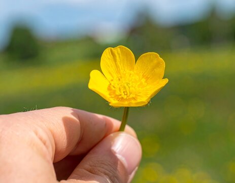 A hand holds a vibrant yellow buttercup against a blurred green and blue background