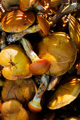 Wild mushrooms in a wicker basket, close-up view