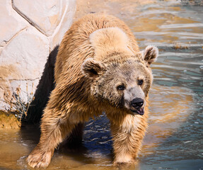 Obraz premium brown bear in water